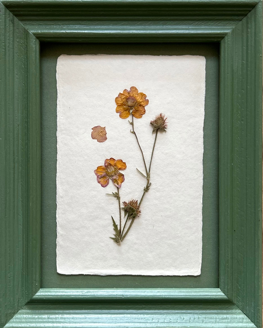 Clove at Home, ‘Pressed Geum Framed in Green' 2025