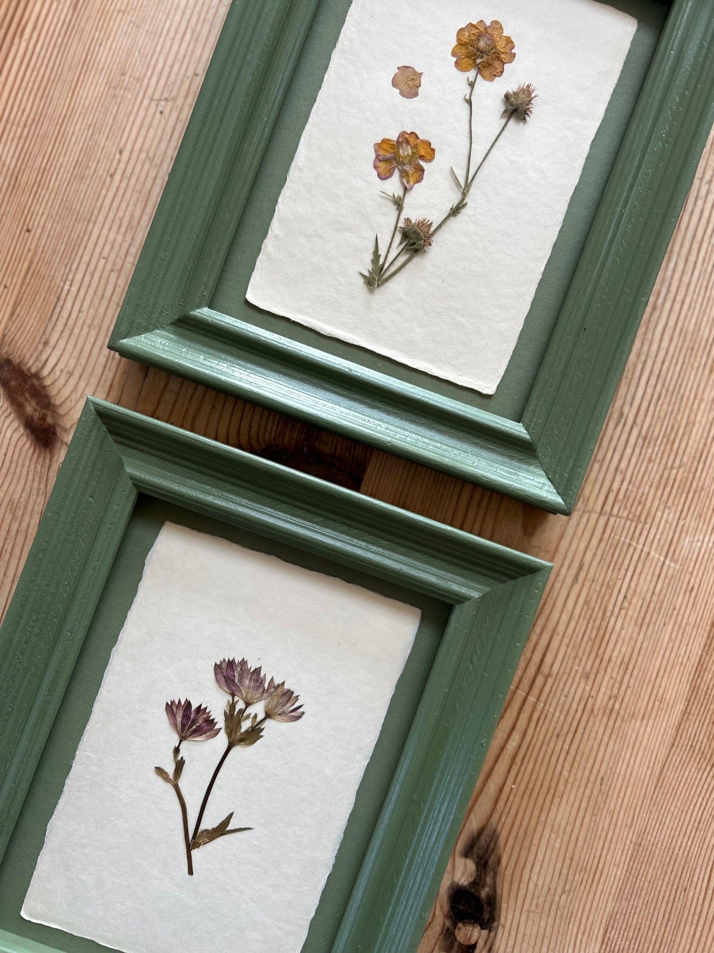 Clove at Home, ‘Pressed Astrantia Framed in Green' 2025