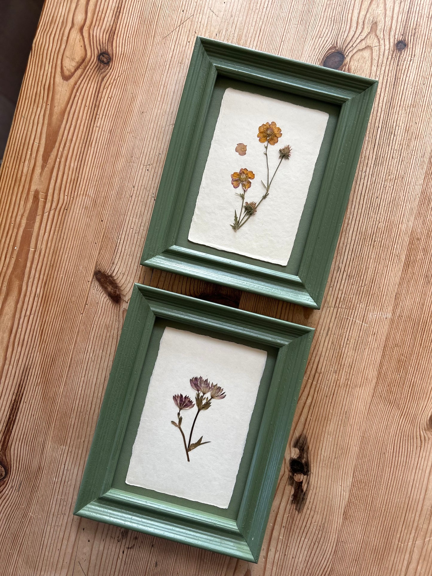 Clove at Home, ‘Pressed Astrantia Framed in Green' 2025