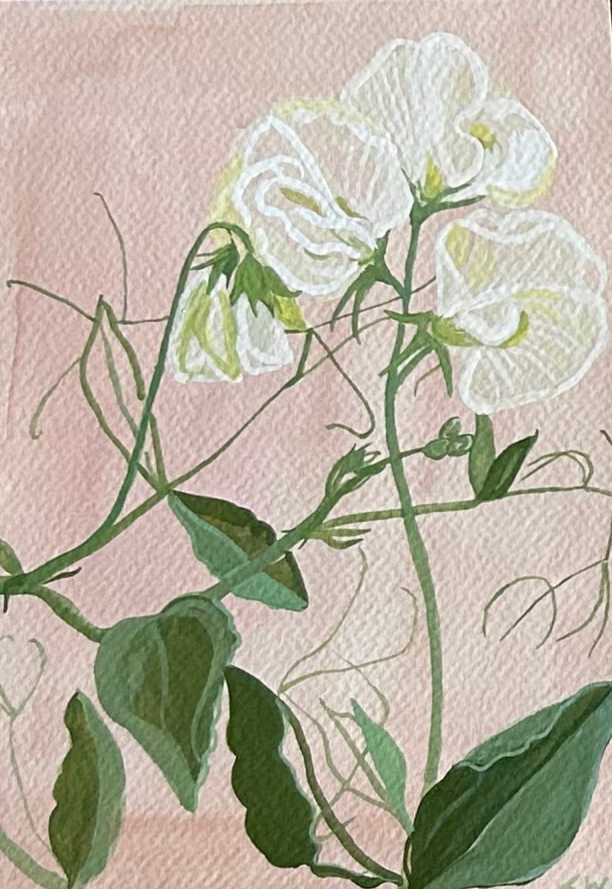 Lucy Wayne, 'White Sweet Pea' 2024