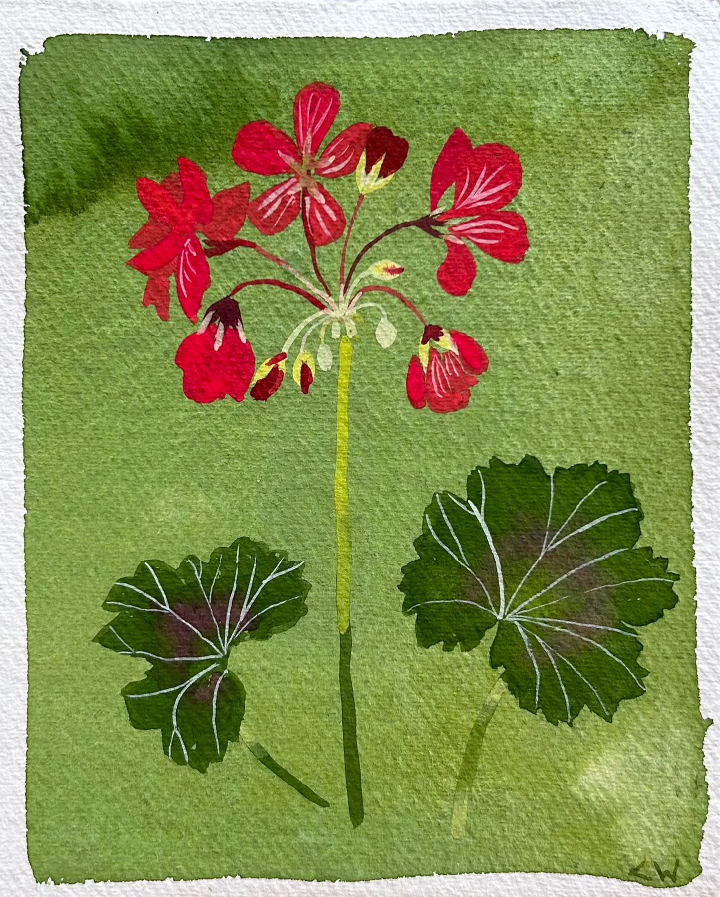 Lucy Wayne, 'Red Geranium' 2024