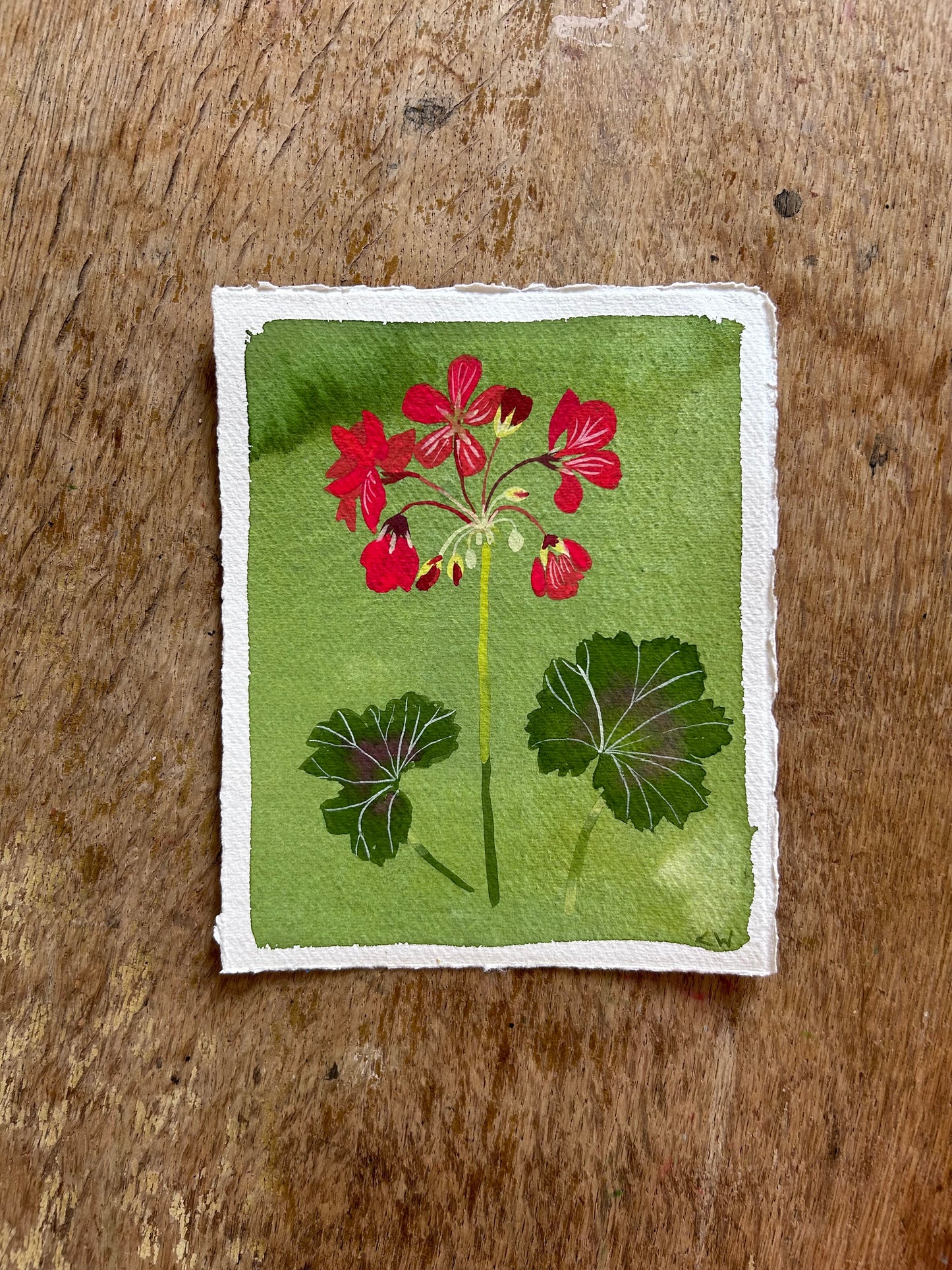 Lucy Wayne, 'Red Geranium' 2024